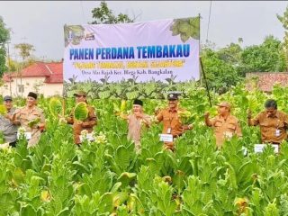 Peningkatan IHT dan Penurunan TPT di Bangkalan: Mengapa Madura Butuh KEK Tembakau