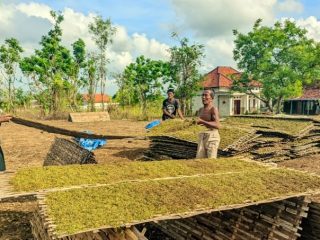 TPT Sampang Menurun, Sektor Pertanian Masih Dominan