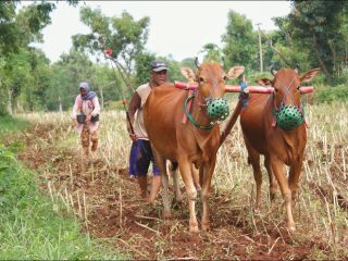Potret Kelangkaan Pupuk di Sampang dan Rapuhnya Posisi Petani