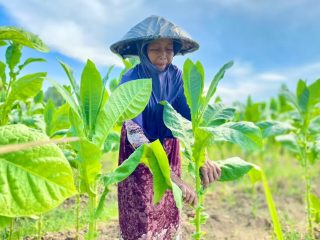DBHCHT di Pamekasan Menyusut, Paradoks Industri Rokok Kembali Terlihat