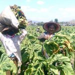 Tembakau, Takdir Sejarah Madura