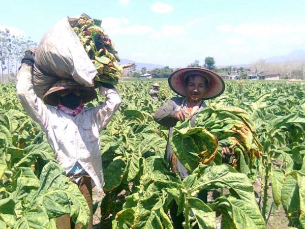 Tembakau, Takdir Sejarah Madura