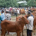 Bagaimana Madura Menjadi Lumbung Sapi Kurban