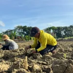 Tembakau Madura dan Pertaruhan Petani di Awal Musim Tanam