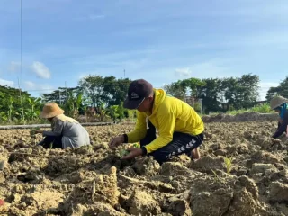 Tembakau Madura dan Pertaruhan Petani di Awal Musim Tanam