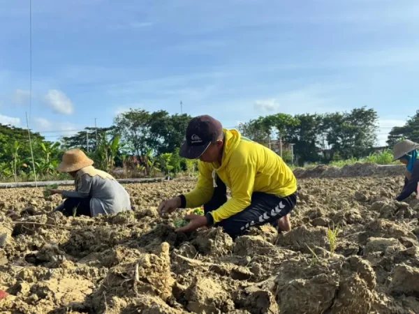 Tembakau Madura dan Pertaruhan Petani di Awal Musim Tanam