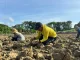 Tembakau Madura dan Pertaruhan Petani di Awal Musim Tanam