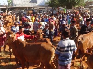 Ketika Idul Adha Menggerakkan Ekonomi Rakyat Madura