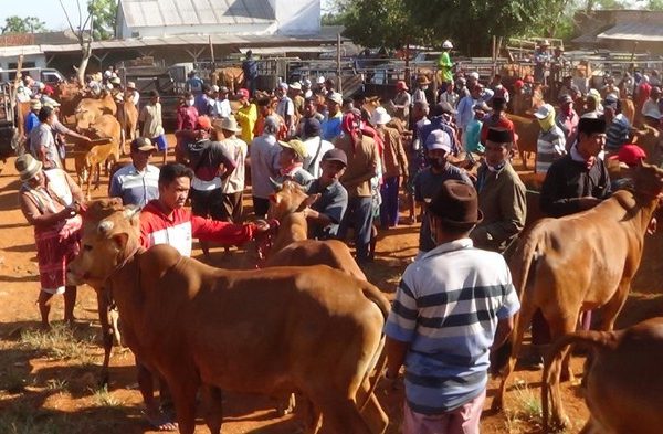 Ketika Idul Adha Menggerakkan Ekonomi Rakyat Madura