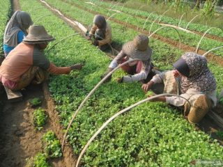 Musim Tembakau di Madura: Cuaca Mendukung, Regulasi Belum
