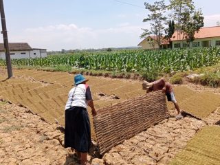 Di Balik Kenaikan BPP Tembakau dan Sidak Bupati, Apa yang Kurang Bagi Petani Pamekasan?
