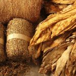 Parfum dari Ladang Tembakau: Jalan Diversifikasi yang Terlupakan