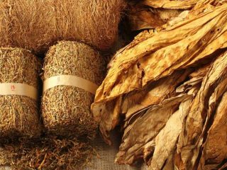 Parfum dari Ladang Tembakau: Jalan Diversifikasi yang Terlupakan