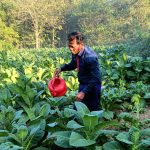 Penurunan DBHCHT Bangkalan dan Problem Usang Petani Kita