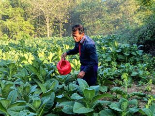 Penurunan DBHCHT Bangkalan dan Problem Usang Petani Kita