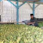 Tembakau Campalok: Kaya Potensi, Minim Riset